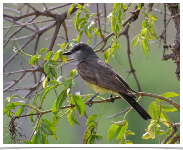 Cassin's Kingbird